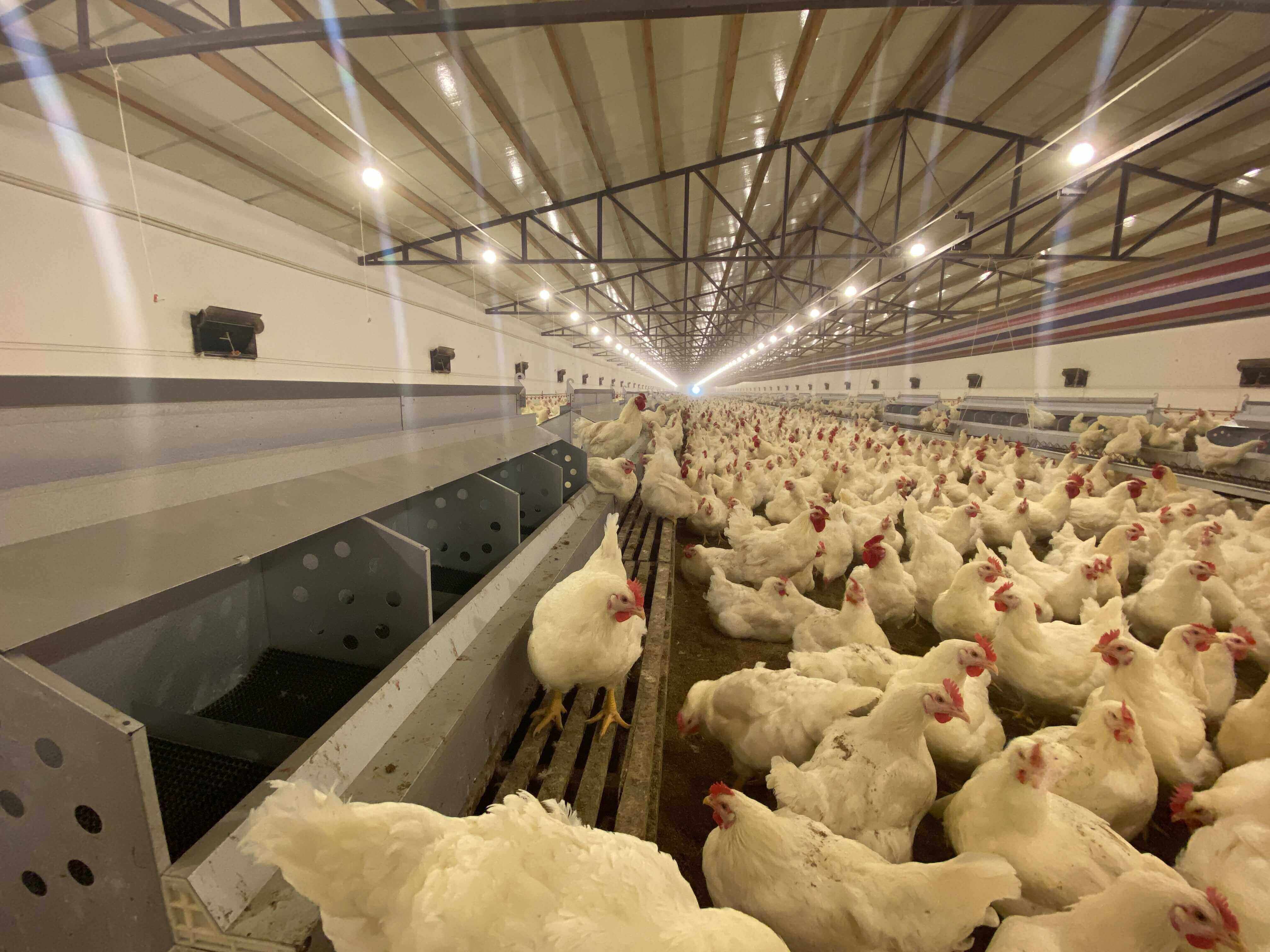 Case of flat rearing equipment in Hefei, Anhui on March 5, 2020