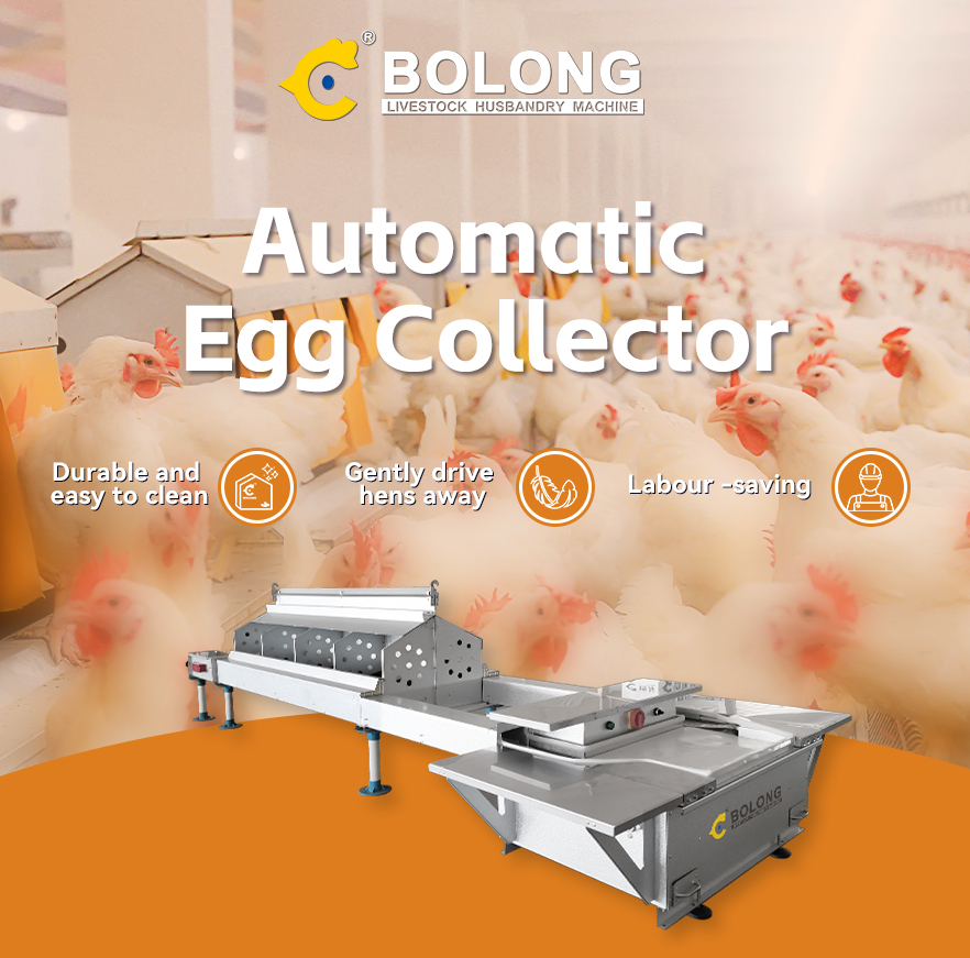 Why Do Chicken Farms Need Automatic Egg Collectors?